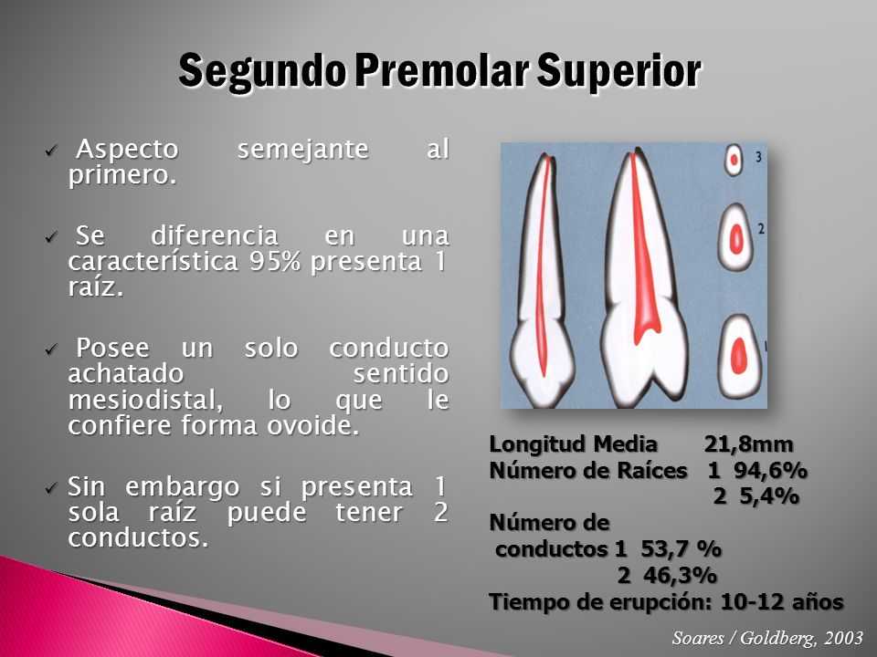 primer molar superior temporal conductos